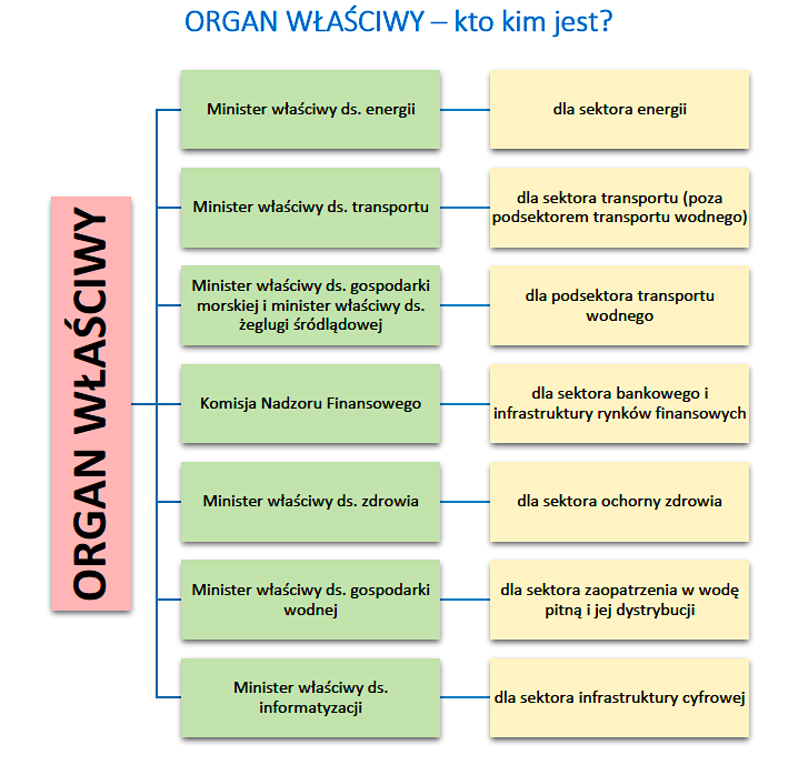 jak organy właściwe obrazuje MC